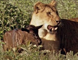 Baby Wildebeest Treats Lioness Like Mom.