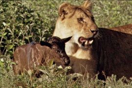 Baby Wildebeest Treats Lioness Like Mom.