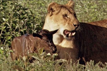 Baby Wildebeest Treats Lioness Like Mom.