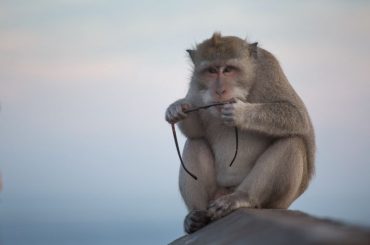 사람들의 물건을 약탈하는 교활한 원숭이