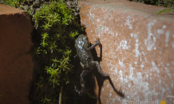 Alhambra toads