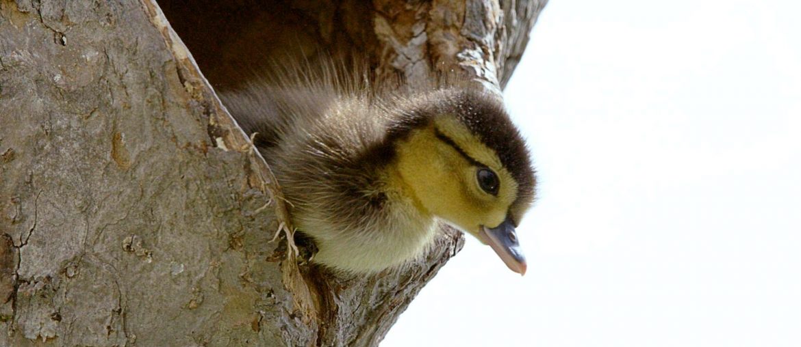 Brave Wood Ducklings