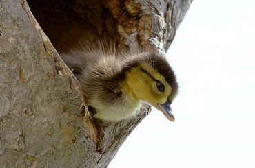 Brave Wood Ducklings