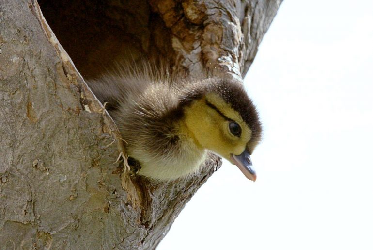 새끼 아메리카원앙의 첫 다이빙 Brave Wood Ducklings