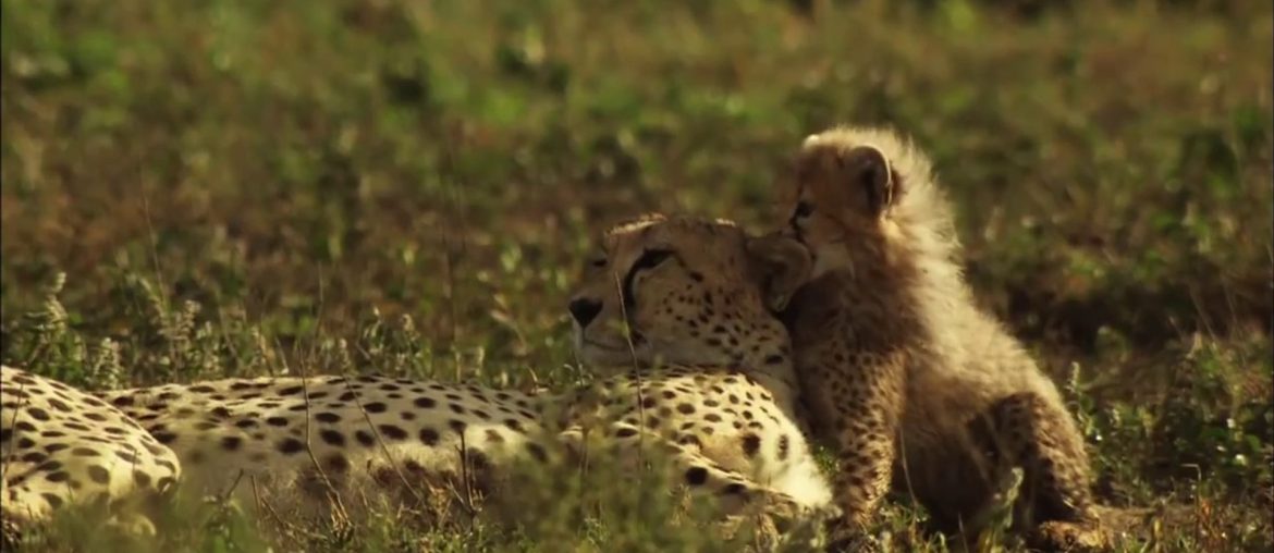 Cheetah mother reunited with her lost cubs