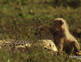 Cheetah mother reunited with her lost cubs