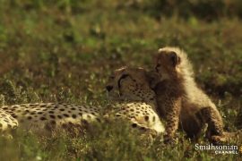 Cheetah mother reunited with her lost cubs