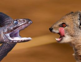 Mongoose and Black Mamba