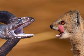 Mongoose and Black Mamba
