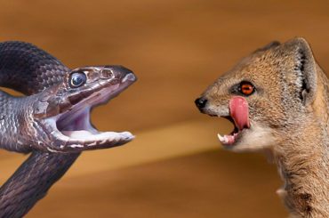 Mongoose and Black Mamba