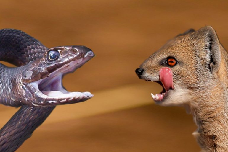 몽구스와 블랙맘바 혈투의 승자는? Mongoose and Black Mamba