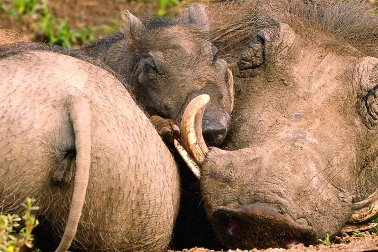 흑멧돼지와 몽구스의 공생관계 Warthog