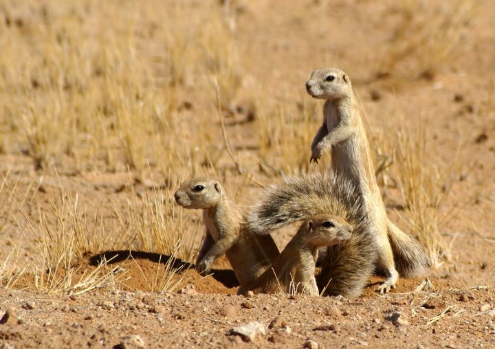 Ground squirrel