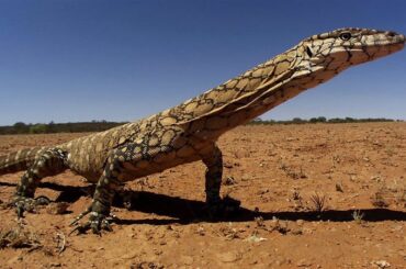 호주의 왕도마뱀