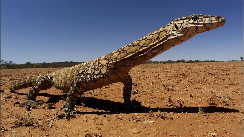 호주의 왕도마뱀